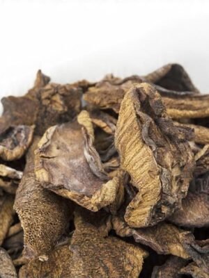 Hongos de Pino